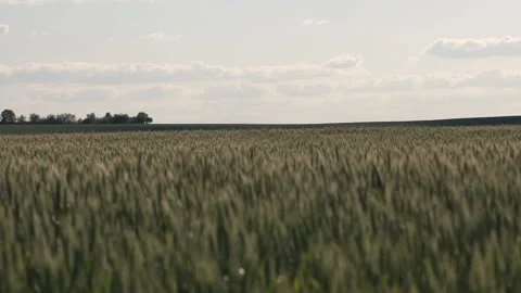 Observatory behind the Wheat Field Vidéo 91793971