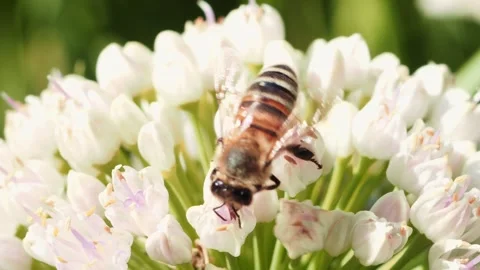 Observe a bee collecting nectar from delicate white flowers in a bright garden Video stock 314726536