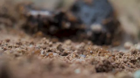 Observe colonies of red ants Stock Footage 272711207