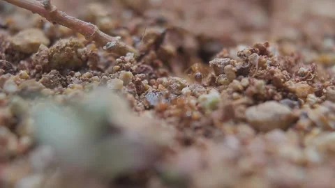 Observe colonies of red ants Stock Footage 272711286