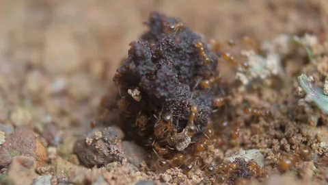 Observe colonies of red ants Stock Footage 272711953
