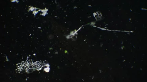 Observe the dynamic interactions of paramecia and spirulina within a drople.. Video stock 275819545