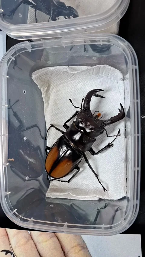 Observe tropical stag beetle Hexarthrius parryi paradoxus at the insect exh.. Stock Footage 336912750