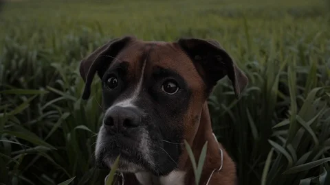 Observer dog Stock Footage 127322656