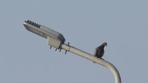 The observer on light pole Stock Footage 252240960