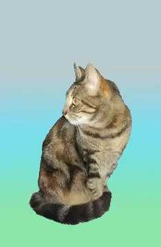 Observer... Foto stock