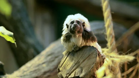Observing from above of a cotton-headed or crested bare-faced tamarin Stock Footage 46368931