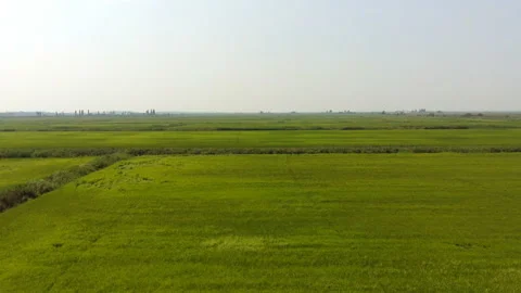 Observing above rice fields Stock Footage 148485447