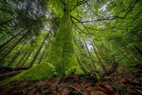 Observing the abundance of foliage on a tree in a forest Stock Photos