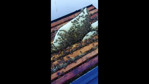 Observing bee activity in a hive during the afternoon in a local apiary Stock Footage 328105084