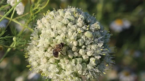 Observing a bee at close range on a blossoming onion flower, surrounded by Stock Footage 277249055