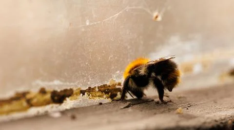 Observing a bee moving on a flat surface from a close range Stock Photos
