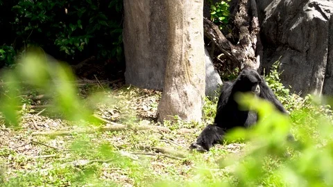 Observing a black monkey from a distance behind a grass Stock Footage 106107418