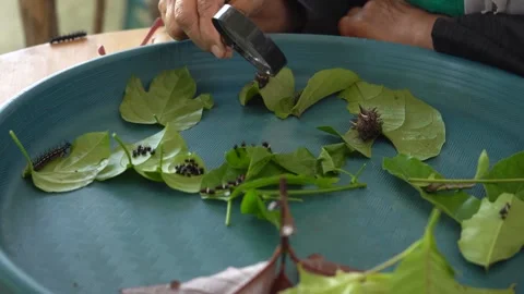 Observing caterpillars and leaves using a magnifying glass. Stock Footage 221846638