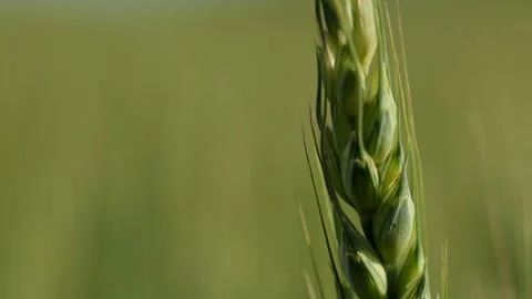 Observing a CloseUp Sequence of Wheat Growing in a Field Beneath a Clear Blue Stock Footage 279182410