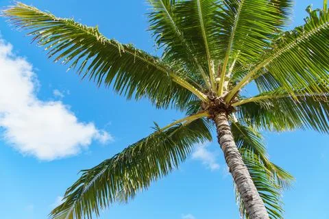 Observing a coconut palm tree under a blue sky with clouds Stock Photos