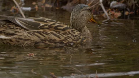 Observing a Dabbling Duck as it forages peacefully in the calm waters of a Stock Footage 305379938