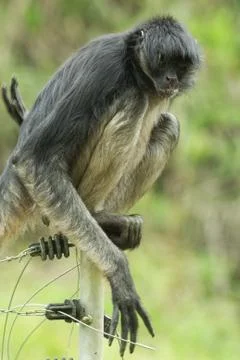 Observing an endangered Spider Monkey precariously perched on an electric fence Foto stock