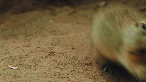 Observing the fascinating behavior of a small rodent as it digs and interacts 動画素材 312464498
