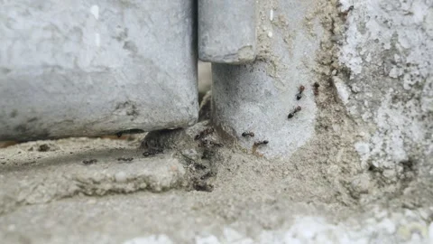 Observing Fire Ants in Outdoor Activity Stock Footage 272651585