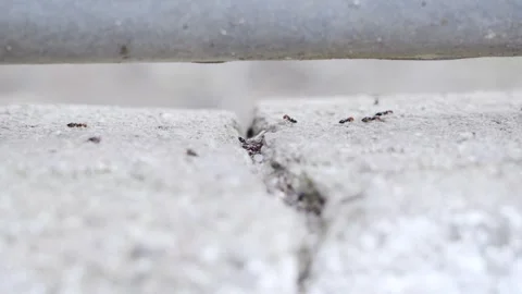 Observing Fire Ants in Outdoor Activity Stock Footage 272652283