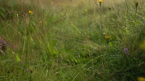 Observing flowers and grass in a field during morning light in spring season. Vidéo 330476780