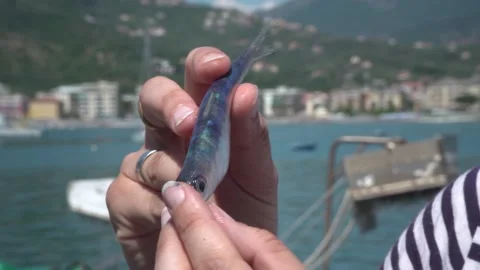 Observing a fresh anchovy Stock Footage 133793627