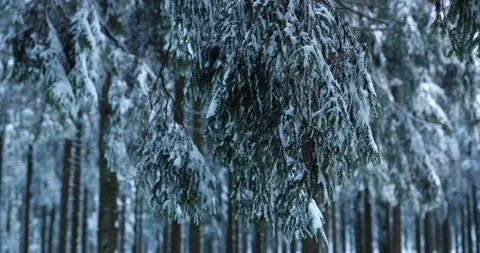 Observing frozen over icy pine tree branches after freezing weather in winter Stock Footage 232676491
