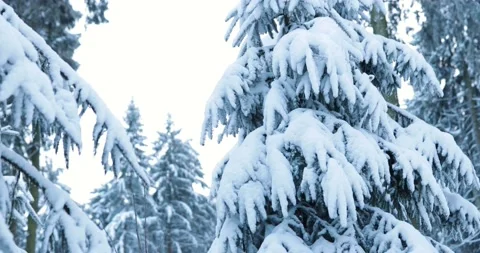 Observing the frozen over pine trees of taunus germany during frosty winter Stock Footage 232671567