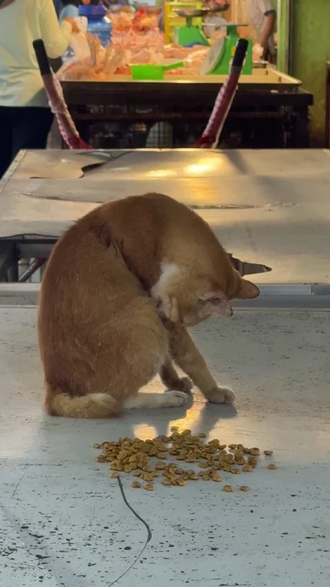 Observing a ginger cat focused on its meal, gracefully eating dry food pell.. Video stock 325881244