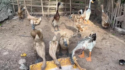 Observing a group of ducks and poultry in an outdoor yard Stock Footage 340270764