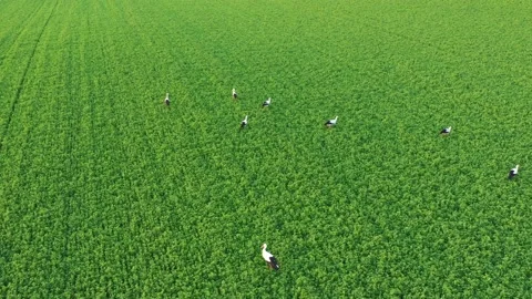 Observing herd of storks seeking for food on green field Stock Footage 157732291