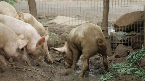 Observing the Intriguing Pig Behavior in a Fenced Enclosure Stock Footage 316922655