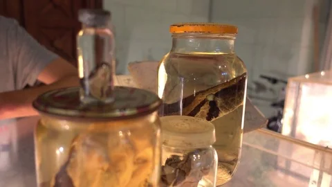 Observing jars with heads of snakes Stock Footage 80932569