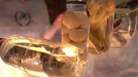 Observing jars with snakes and eggs Stock Footage 80932921