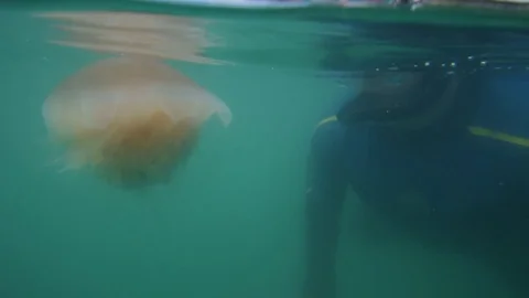 Observing a jellyfish underwater Stock Footage 80333670