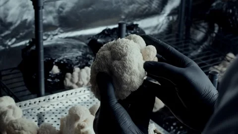 Observing Lions Mane Mushroom in Controlled Indoor Lab - Side Camera Motion 스톡 동영상 332043325