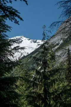 Observing the mountains through the forest Stock Photos