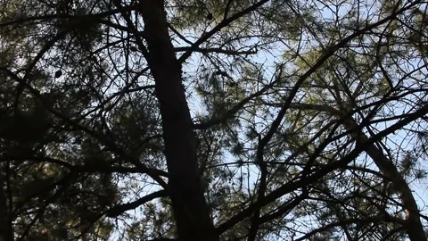 Observing of pine forest Stock Footage 122613205