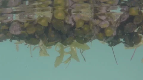 Observing Plants Under Water from a Crystal Blue Caribbean Beach Stock Footage 185095365