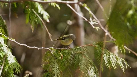 Observing a Ruby-Crowned Kinglet in Its Forest Habitat of Cedar Trees Stock Photos