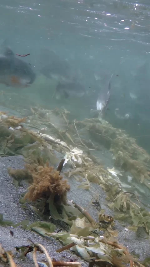 Observing the Salmon Migration Scenes Underwater in Crystal Clear Freshwater Video stock 299460399