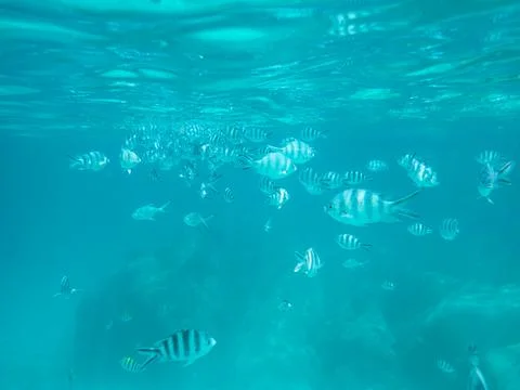 Observing A School Of Fish While Snorkeling Stock Photos