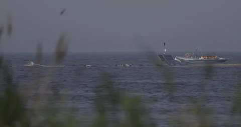 Observing seals from a boat, 4K slomo Stock Footage 251893041