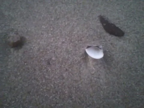 Observing the shellfish shells, rocks and other objects on the beach sand Stock Footage 160233082