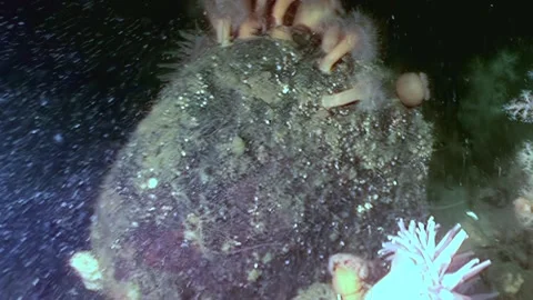 Observing Soft Coral And Other Marine Life Flourishing off the Coast of Maine Stock Footage 340594077