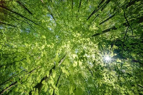 Observing the sun peeking through forest tree branches Stock Photos