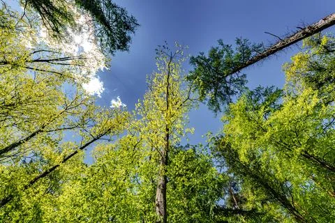 Observing the sun peeking through the trees in a forest is a serene experienc Stock Photos