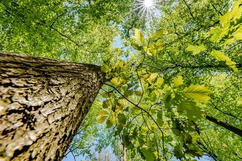 Observing the sun peeking through the trees in a forest is a serene experienc Stock Photos