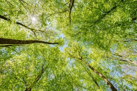 Observing the sun peeking through the trees in a forest is a serene experienc Stock Photos